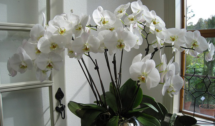 Cum îngrijești orhideea – Fă asta mai ales seara