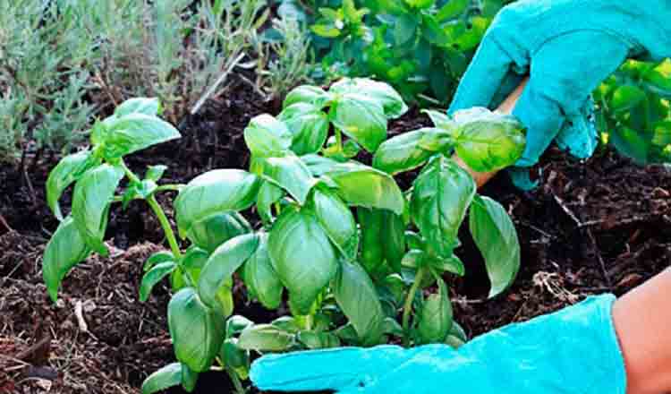 De ce trebuie să plantezi busuioc lângă legume
