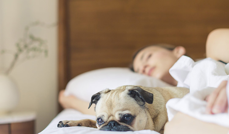 Femeile dorm mai bine lângă un câine decât lângă un bărbat, spun cercetătorii