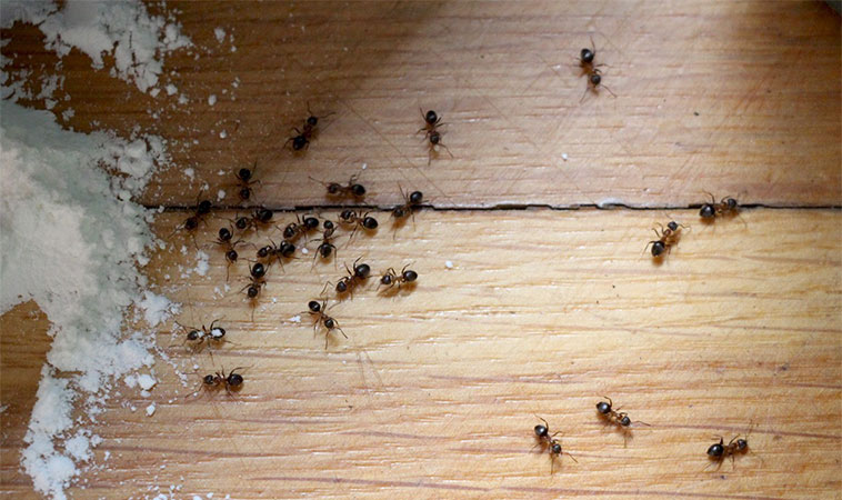Nu capitula în fața furnicilor! 10 metode naturale prin care scapi de furnici